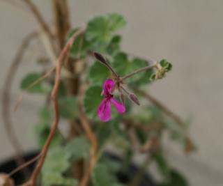 Pelargonium sidoides