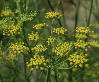 Fenchel