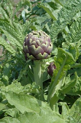 Artischocke