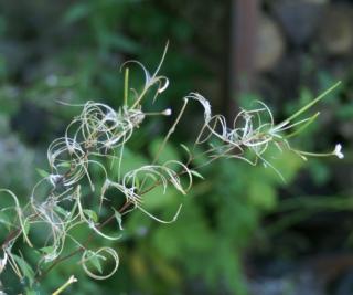 Kleinblütiges Weidenröschen