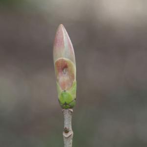 Gemmo (Knospen) Therapie